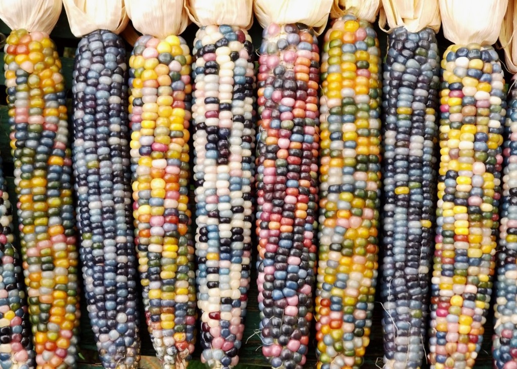 Глобальный маисовый бум: по результатам анализа рынка переработки кукурузы в мире